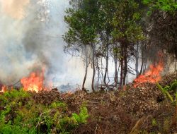 Kebakaran Lahan di Nagan Meluas Capai 11,5 Hektare, Termasuk Kebun Sawit PT GSM