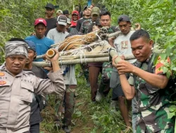 Petani Tewas Diterkam, Ini Cara Hindari Konflik dengan Harimau Sumatera