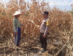 Ketahanan Pangan Dimulai dari Ladang, Polisi di Siantar dan Warga Panen Bersama