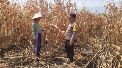 Ketahanan Pangan Dimulai dari Ladang, Polisi di Siantar dan Warga Panen Bersama