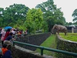 Wacana Tiket Masuk Ragunan Naik hingga Beroperasi Malam Hari, Apa Kata Pengunjung