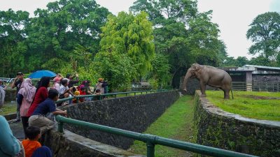 Wacana Tiket Masuk Ragunan Naik hingga Beroperasi Malam Hari, Apa Kata Pengunjung