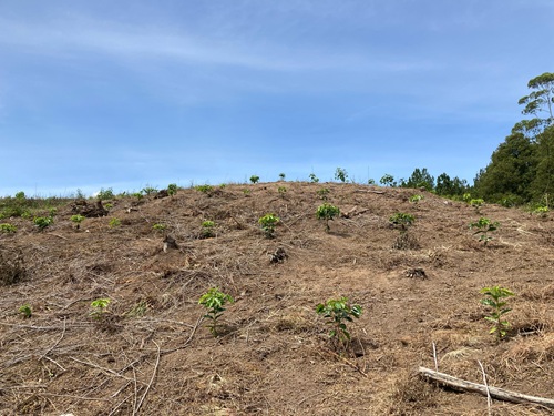 Perampasan Tanah Adat
