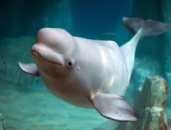 30 Paus Beluga Terancam Disuntik Mati karena Pemilik Kehabisan Dana