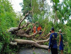 Hujan Deras dan Angin Kencang di Nusa Penida Pohon Tumbang Tutup Akses Jalan